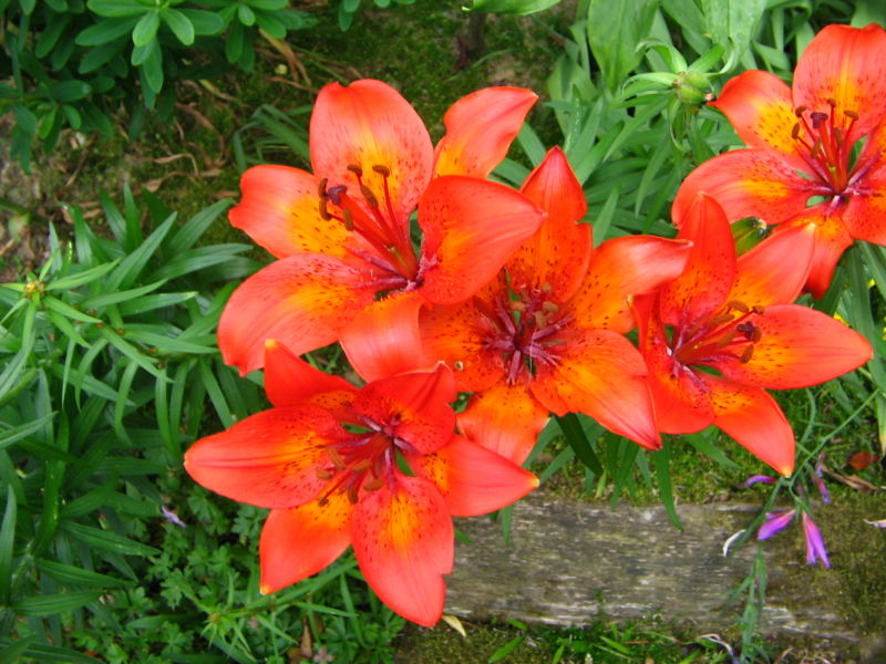 800px-Lilium_bulbiferum_bulbiferum.JPG