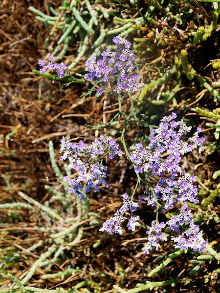 File:Limonium virgatum-Αγγελοχώρι.jpg