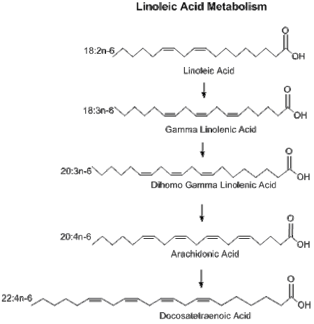 ไฟล์:Linoleic_Acid_Metabolism.gif