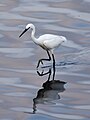 * Nomination Little egret (Egretta garzetta) wading with foot raised, Muttukadu backwaters, TN --Tagooty 06:30, 20 January 2022 (UTC) * Withdrawn Composition is good, but image is blurry. --Dimljacic 14:23, 20 January 2022 (UTC) Thanks for the feedback.  I withdraw my nomination --Tagooty 04:14, 21 January 2022 (UTC)