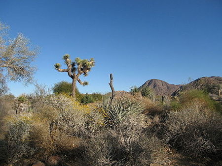 Living desert