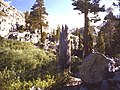 Logepole pine with S. cristatus nests