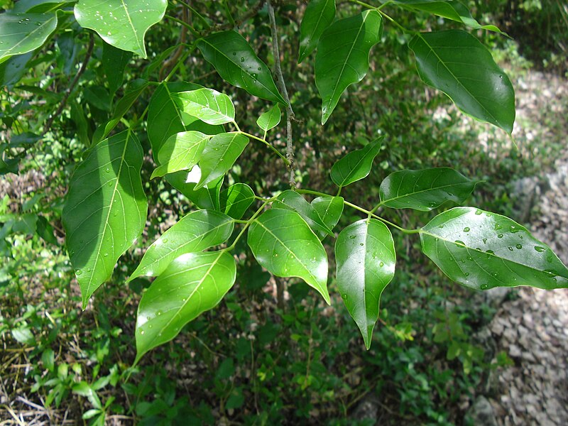 File:Lonchocarpus-sericeus-foliage.jpg