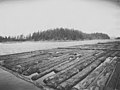 Looking north showing a fir log raft, vicinity of the Ragged Islands, British Columbia, June 9, 1917 (AL+CA 7757).jpg