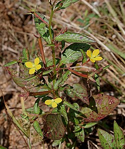 Ludwigia perennis, Narsapur, Medak, Andhra Pradesh, India -20,081,018 (original). jpg