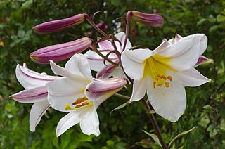 <i>Lilium regale</i> Species of plant