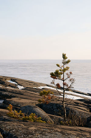 Pine tree (Pinus sylvestris) on a cliff at Reposaari, Finland