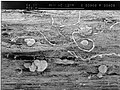 M.phaseolina by Scanning Electron Microscope (SEM)..jpg