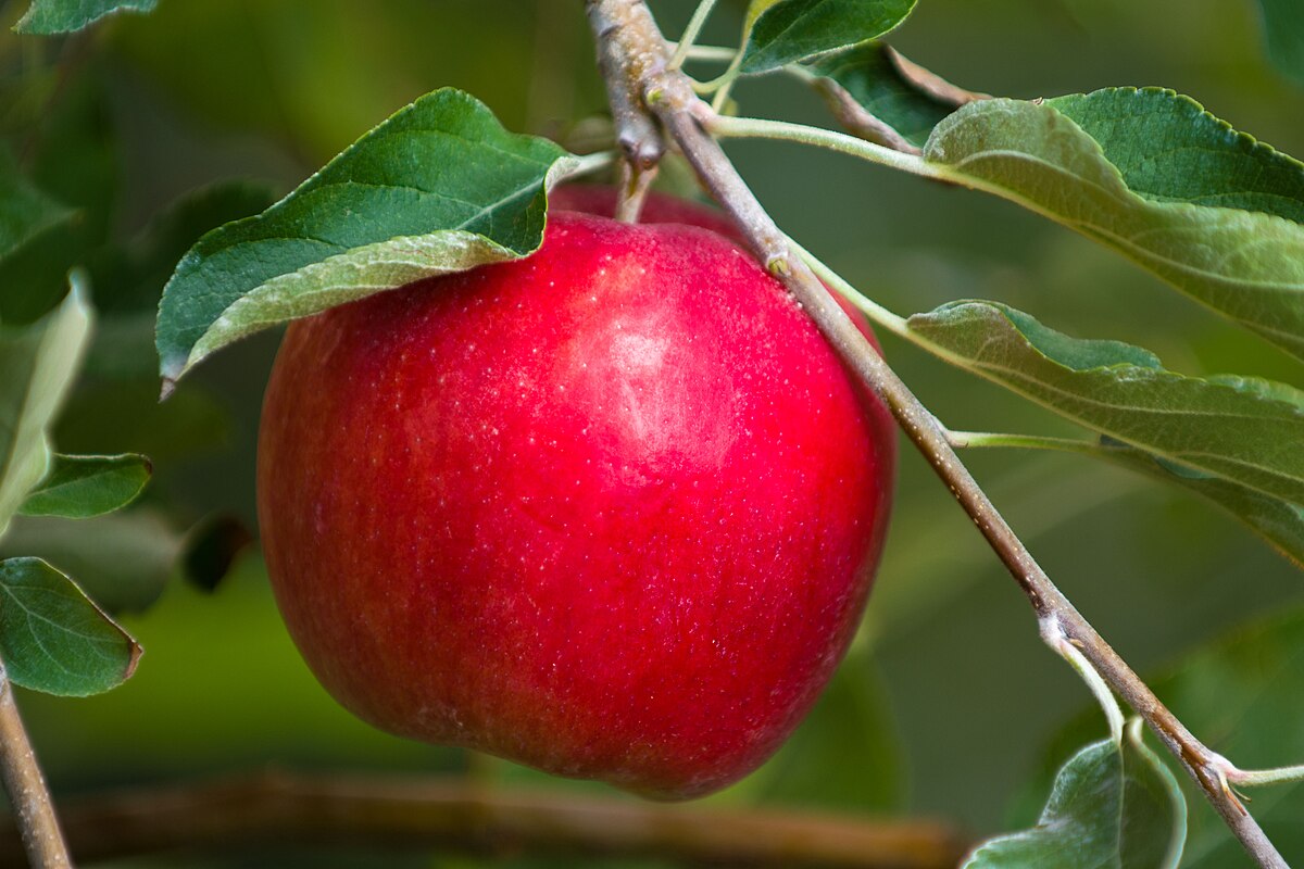 Minnesota Secretary Of State - State Fruit - Honeycrisp Apple