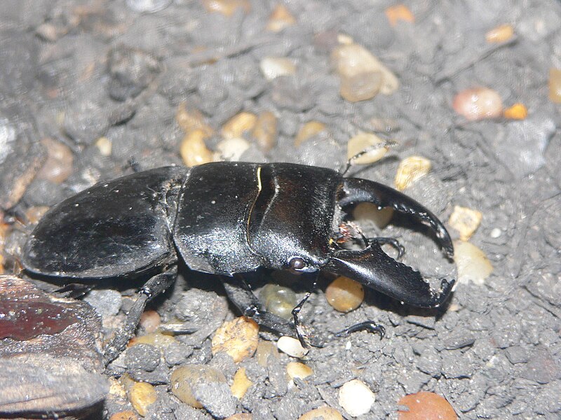 File:MP - Dorcus titanus 5.jpg