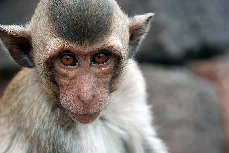 File:Macaca fascicularis in Lopburi sharpened.JPG