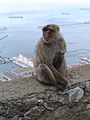 Um Afenhiwwel zu Gibraltar (2004)