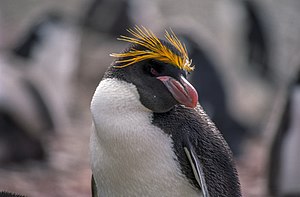 Ortufa pingveno, Eudyptes chrysolophus