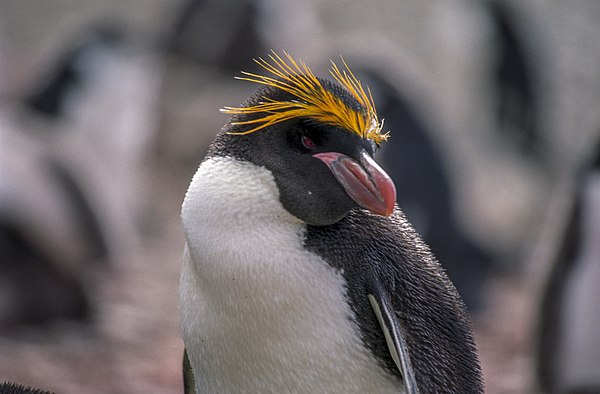 The prominently-crested macaroni penguin