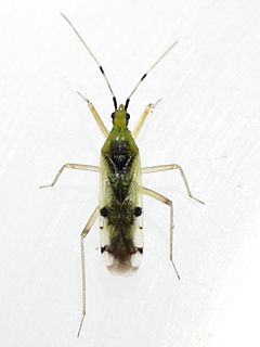 <i>Macrolophus</i> genus of insects