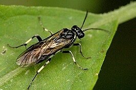 Macrophya albicincta