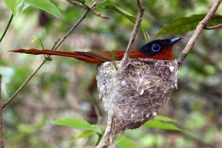 Female Terpsiphone mutata nesting. The small eye ring is not typical of the Madagascar sub-species and this may be one of the Comoro Islands sub-species. Madagascar paradise flycatcher (Terpsiphone mutata) nesting female.jpg