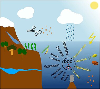 Main sources of ocean dissolved organic carbon.jpg