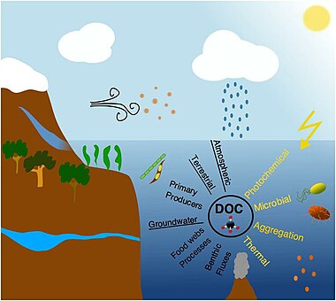 Dissolved Organic Carbon