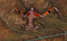 Malaysian Dead Leaf Mantis (Deroplatys lobata) threat display (8739099146).jpg