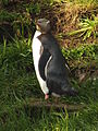 Manchot antipode (yellow-eyed penguin).jpg