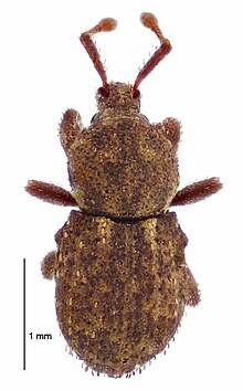 Mandalotus irritus dorsal.jpg