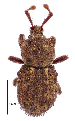 <i>Mandalotus</i> Genus of beetles