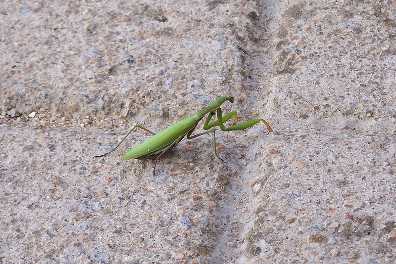 File:Mantidae Louva-a-deus 2.jpg