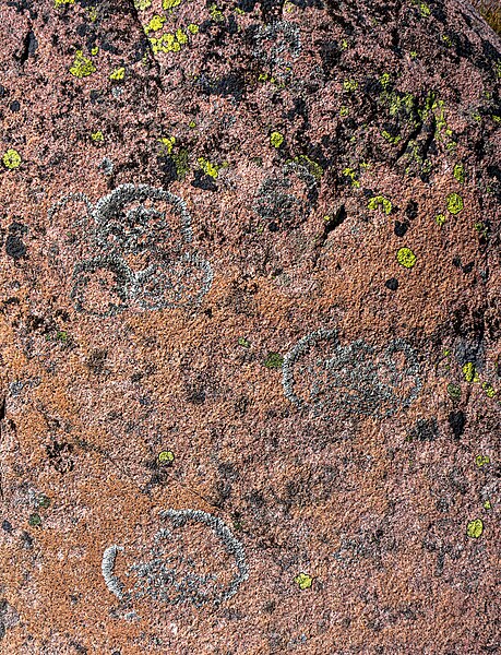 File:Map and rim lichen on red granite in Pinnevik 10.jpg