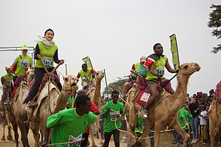 <span class="mw-page-title-main">Camel racing</span> Popular sport in parts of Africa, Asia and Australia