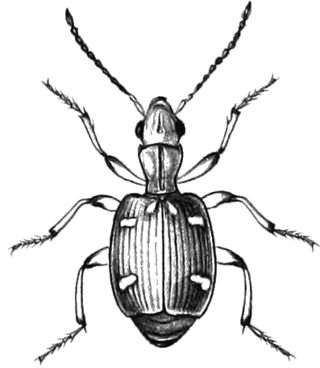 <i>Mastax</i> Genus of beetles in the family Carabidae