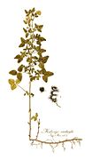 Medicago carstiensis—Nicolai Josephi Jacquin (clean).jpg