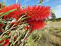 Thumbnail for Melaleuca phoenicea