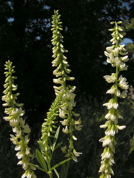 File:Melilotus albus20140713 053.jpg