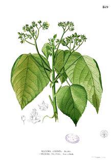 <i>Melochia</i> Genus of flowering plants