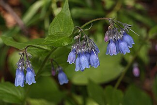 Mertensia paniculata