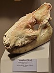 Merycoidodon culbertsoni skull, Tellus Science Museum.jpg