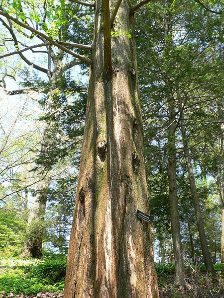 File:Metasequoia Glyptostroboides2.jpg