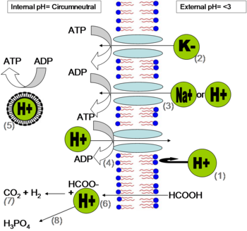 'Methods of pH homeostasis and energy generation in acidophiles' (with reference to Baker-Austin & Dopson, 2007 and Apel, Dugan, & Tuttle, 1980): (1) Direction of transmembrane electrochemical gradient (pH) and blocking of H+ by the cell membrane; (2) Reversed membrane potential through potassium transport, a modification towards maintaining a stable Donnan potential; (3) Secondary transporter protein; the H+ and Na+ gradient is harnessed to drive transport of nutrients and solutes; (4) Proton pump actively removes H+, balancing the energy gained from the H+ entry to the cytoplasm. (5) Vesicles containing protons avoid acidification of the cytoplasm, but still generate ATP from the electrochemical gradient (in A.ferrooxidans); (6) Uncouplers (uncharged compounds), such as organic acids, permeate the membrane and release their H+, leading to acidification of the cytoplasm; (7) To avoid this, heterotrophic acidophiles may degrade the uncouplers; (8) Alternatively, cytoplasmic enzymes or chemicals may bind or sequester the protons. Methods of ph homeostasis and energy generation in acidophiles.png