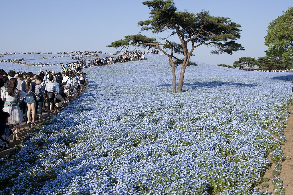 File:Miharashino Oka (Hitachi Seaside Park) 01.jpg - Wikimedia Commons