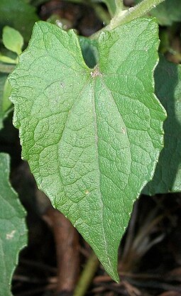 Leaf of Mikania natalensis Mikania natalensis leaf 03 09 2011.jpg