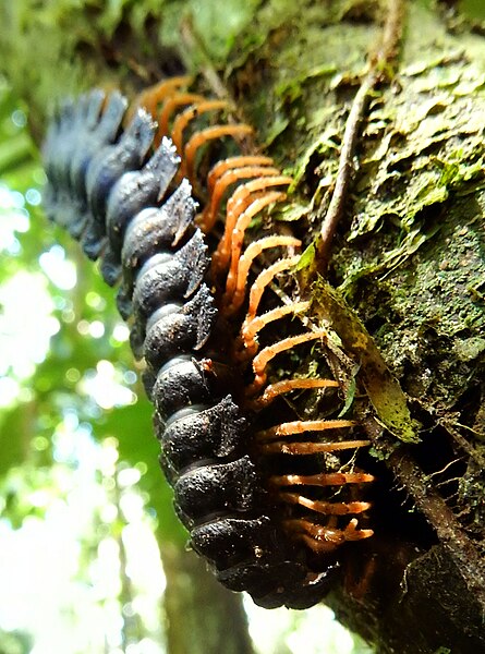 File:Millipede-giant-ecuador-snd.JPG