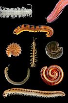 Millipede collage.jpg