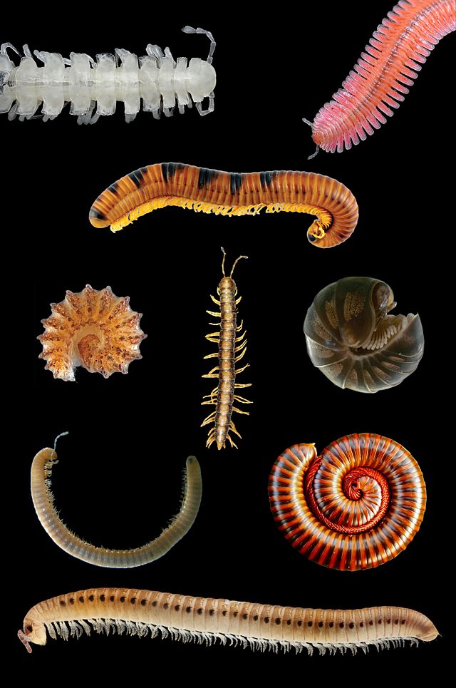 640px Millipede collage