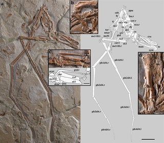 <i>Mimodactylus</i> Genus of mimodactylid pterosaur from the Late Cretaceous