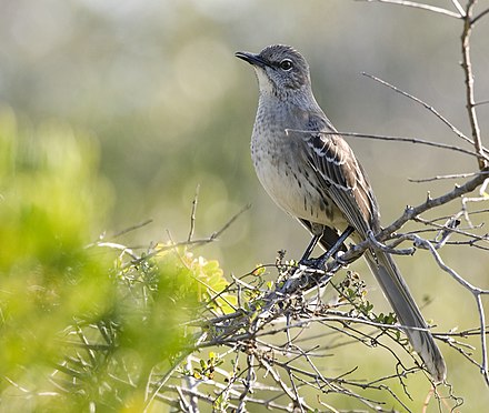 Mocking bird