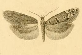 Mirificarma rhodoptera