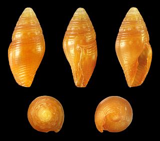 <i>Mitromorpha</i> Genus of gastropods