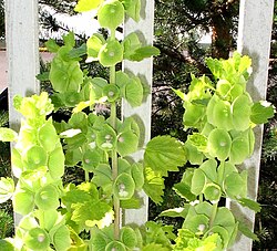 Kotilokukka Moluccella laevis