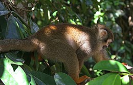Een van de acht Surinaamse apensoorten